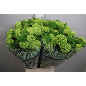 Viburnum Roseum St 4+