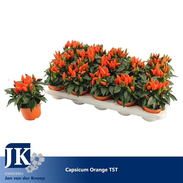 <h4>Capsicum Dark Orange</h4>