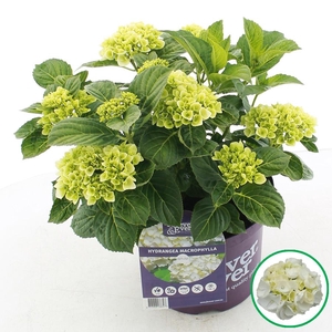 Hydrangea macr. Forever & Ever® Wit C5 (23cm.) Kn.
