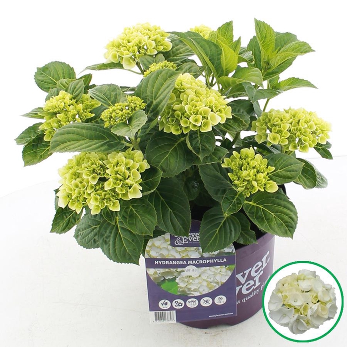 <h4>Hydrangea macr. Forever & Ever® Wit C5 (23cm.) Kn.</h4>