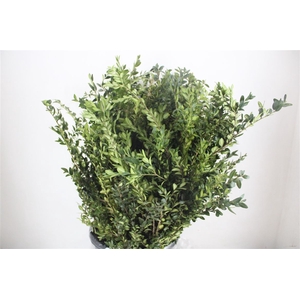 Buxus Green P Bunch