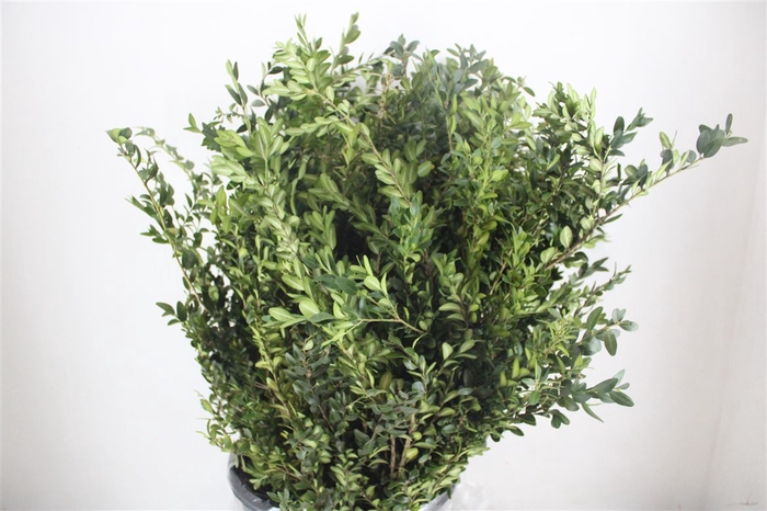 <h4>Buxus Green P Bunch</h4>