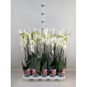 Phalaenopsis   ...white