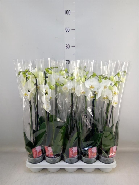 <h4>Phalaenopsis   ...white</h4>