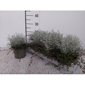 LEUCOPH BROWNII