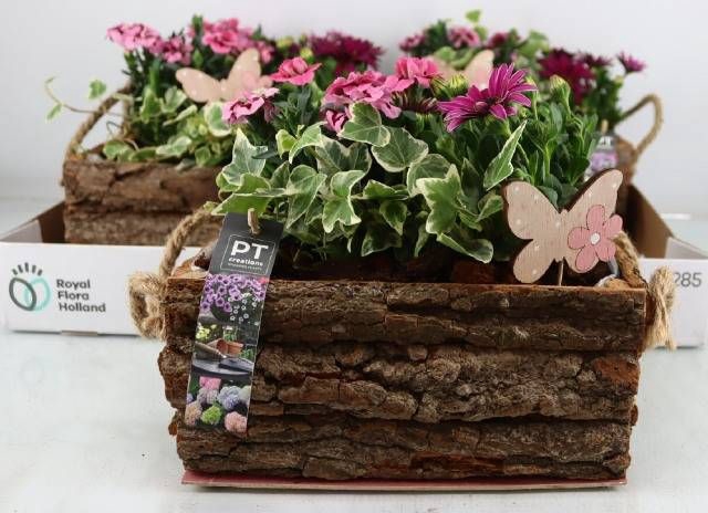 <h4>ARR TUINPLANTEN</h4>
