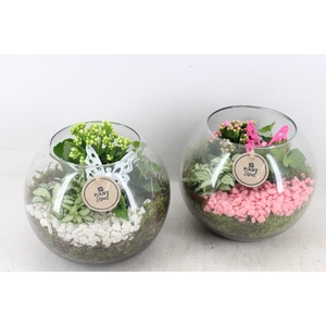 arr2 PL - Glas bol 285/5 - roze/wit