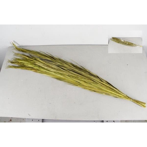 Df Date Leaf 100cm Bs/5 Yellow