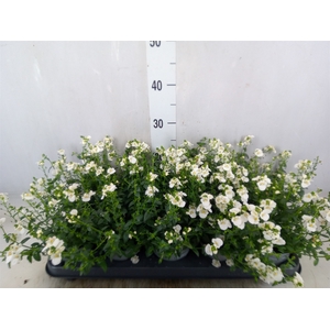 Diascia barberae