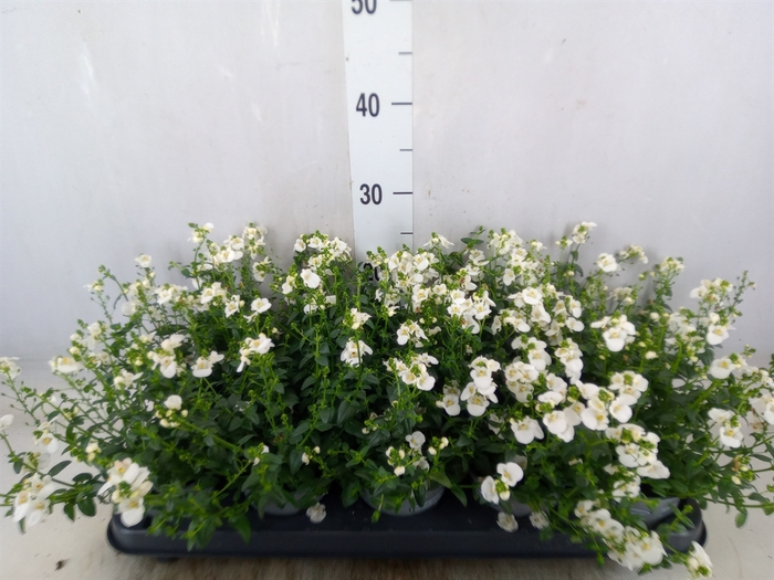 <h4>Diascia barberae</h4>