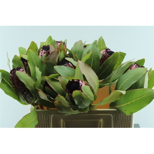Protea Early Mountain Queen Pink