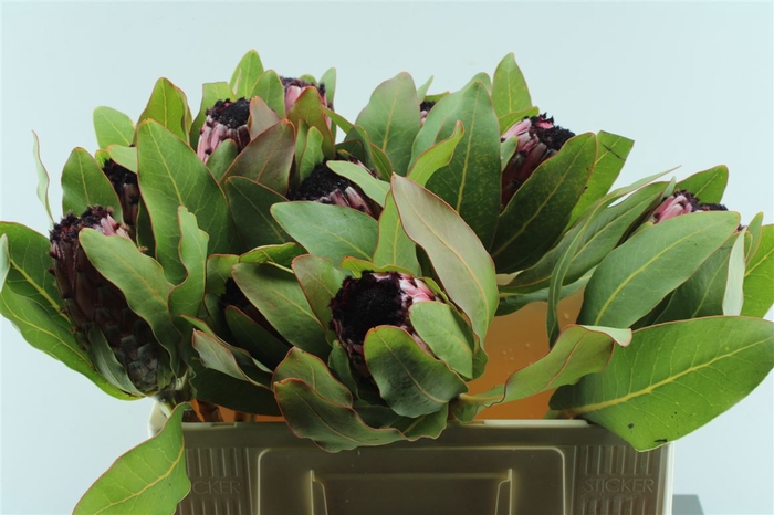 <h4>Protea Early Mountain Queen Pink</h4>