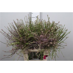 Allium Schubertii