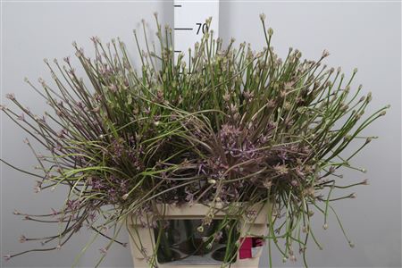 <h4>Allium Schubertii</h4>