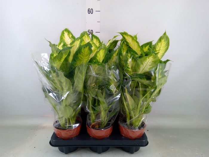 <h4>Dieffenbachia  'Camilla'</h4>