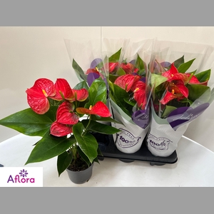 ANTHU AN BAMBINO RED