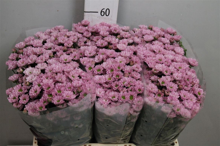 <h4>Chr S Rossi Pink</h4>