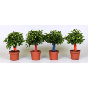 Ficus green kinky jute kleur