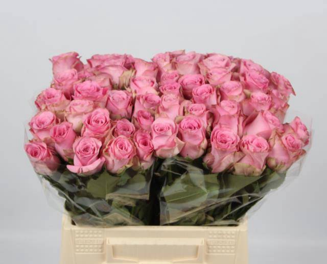 <h4>R GR RENAISSANCE</h4>