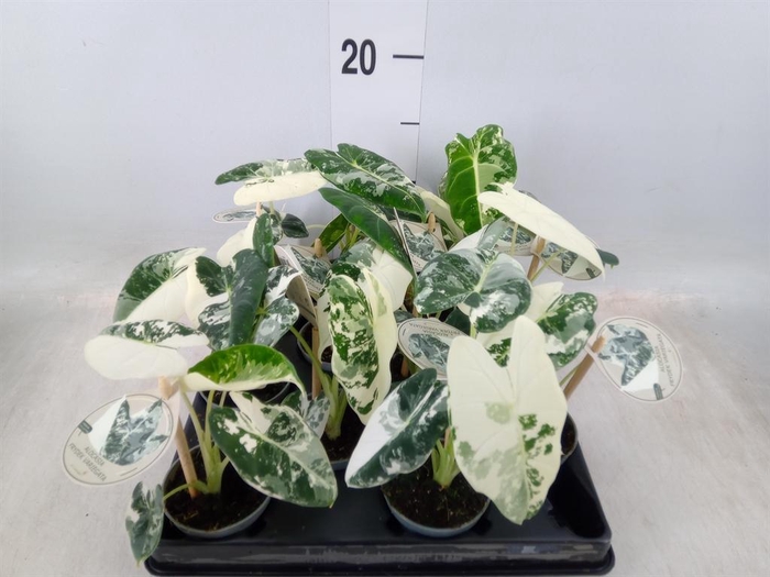 <h4>Alocasia ...</h4>