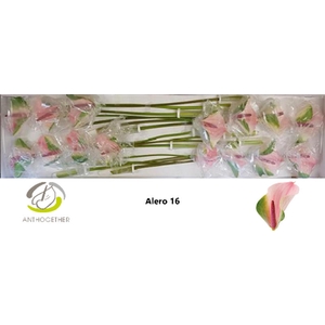 Anth A Alero 11 cm X16 Wijnen