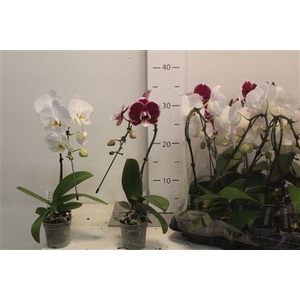 ** Phal Swan Mix Roze 1 Branche 6+ * Spring Deal *