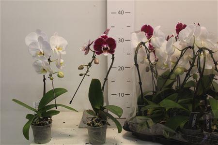 <h4>Phal Swan Mix Roze 1 Branche 6+</h4>
