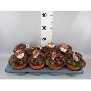 Sempervivum   ...
