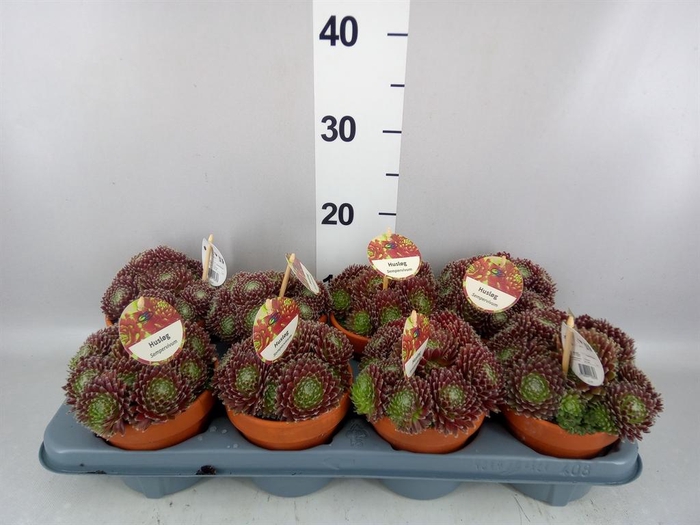 <h4>Sempervivum   ...</h4>
