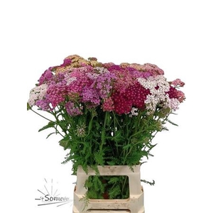 Achillea millefolium mixed in pan