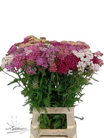<h4>Achillea millefolium gemengd in fust</h4>