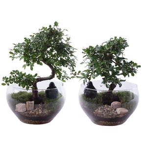 Bonsai Indoor Mix Ø20cm S-Shape in Glass Bowl Rounded Ø25cm