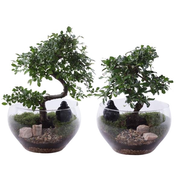 <h4>Bonsai Indoor Mix Ø20cm S-Shape in Glass Bowl Rounded Ø25cm</h4>