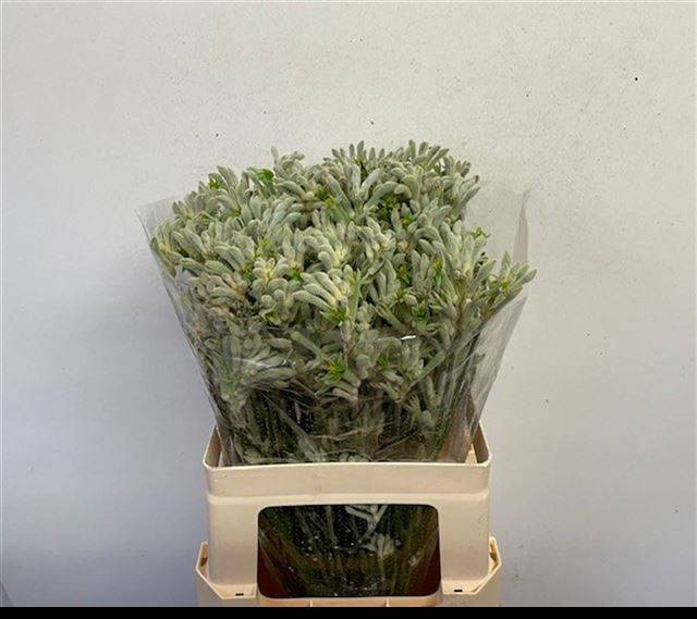 <h4>Anigoz Bush Diamond</h4>