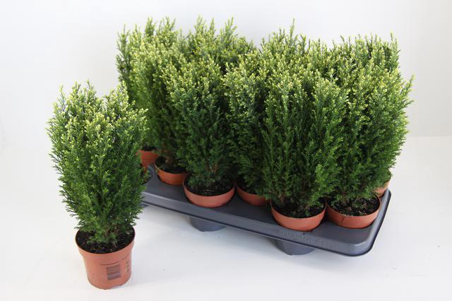 <h4>CHAM L SNOW WHITE</h4>