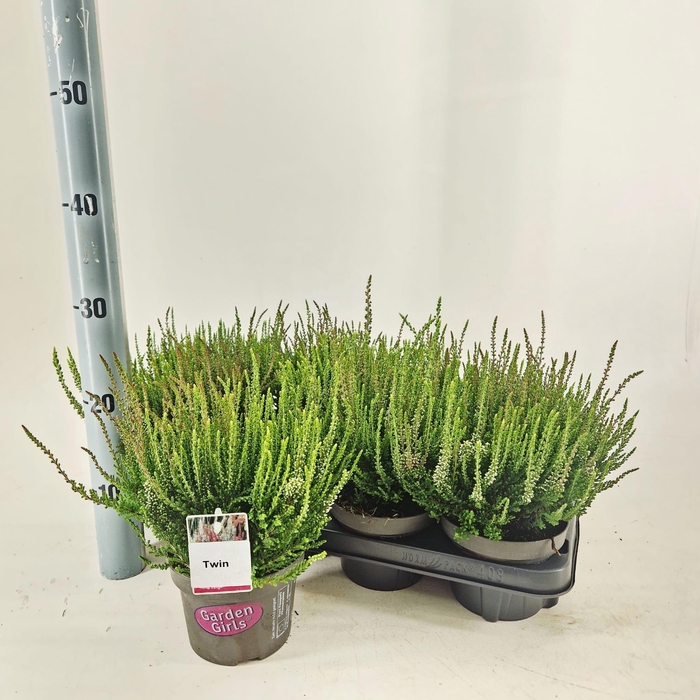 <h4>Calluna vulg. 'Twin Girls' (gg) PBR</h4>