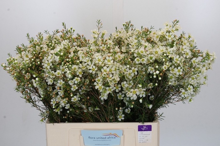<h4>Chamelaucium Ivory Pearl</h4>