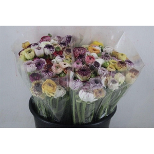 Ran Elegance Cappucino Mix