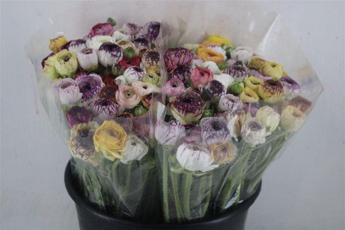 <h4>Ran Elegance Cappucino Mix</h4>