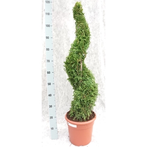 Thuja occid. 'Brabant'