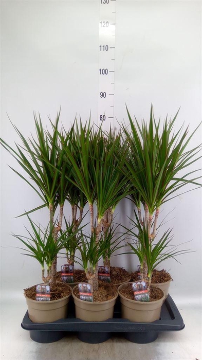 <h4>Dracaena marg.</h4>