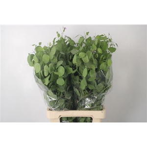 Lunaria Green Per Bunch