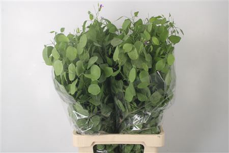<h4>Lunaria Green Per Bunch</h4>