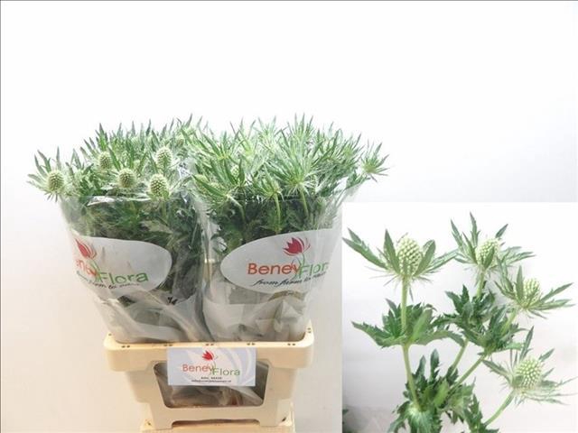 <h4>Eryngium Magical White Lagoon</h4>