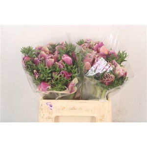 Anem Mistral Cenere X L X25