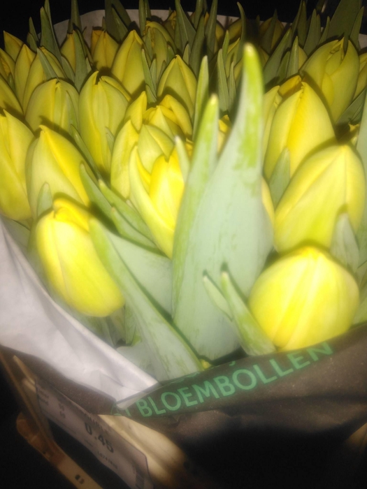 TU DO DOUBLE TROUBLE