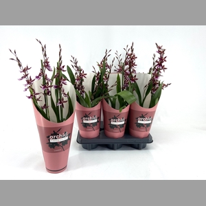 BUR BARROCCO RED