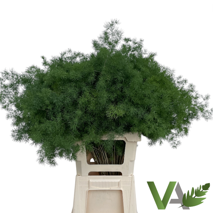 <h4>ASP UMBELLATUS</h4>