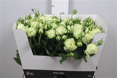 <h4>R Tr Wedding Piano</h4>