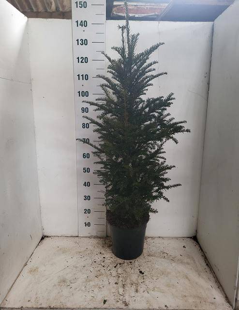 <h4>TAXUS BACCATA</h4>